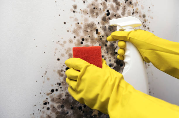 Best HVAC Mold Remediation in Bowleys Quarters, MD