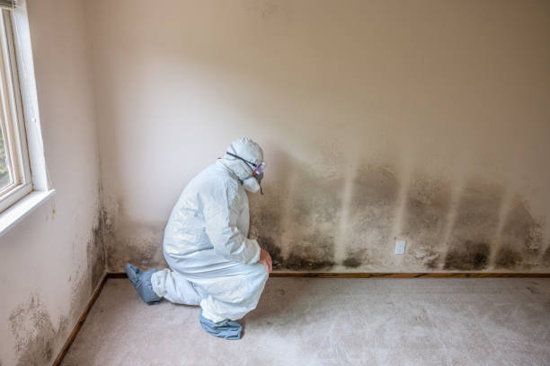 Best Localized Mold Remediation (e.g., coastal areas, humid climates) in Bowleys Quarters, MD