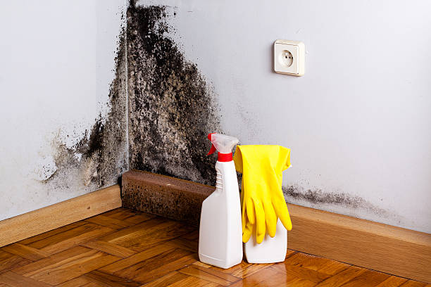 Best Attic Mold Remediation in Bowleys Quarters, MD